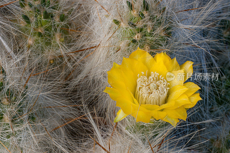 羊毛仙人掌，活雪。仙人掌，秘鲁莫亚帕塔。Austrocylindropuntia floccosa